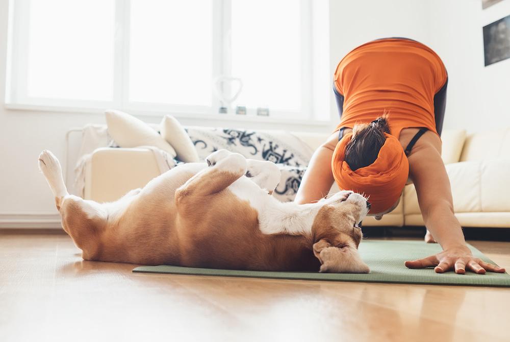 A woman in the downward dog position while her dog rolls on its back in front of her