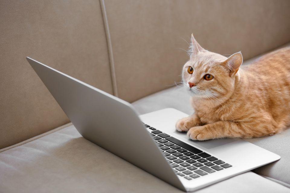 An orange tabby cat sitting in front of a laptop