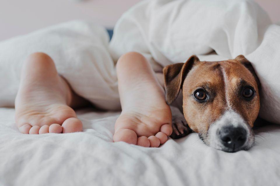 A wide awake dog poking its head out of a blanket next to a pair of human feet