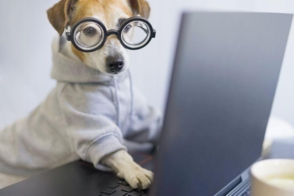 A small, light-furred dog wearing dorky glasses and a hoodie using a laptop