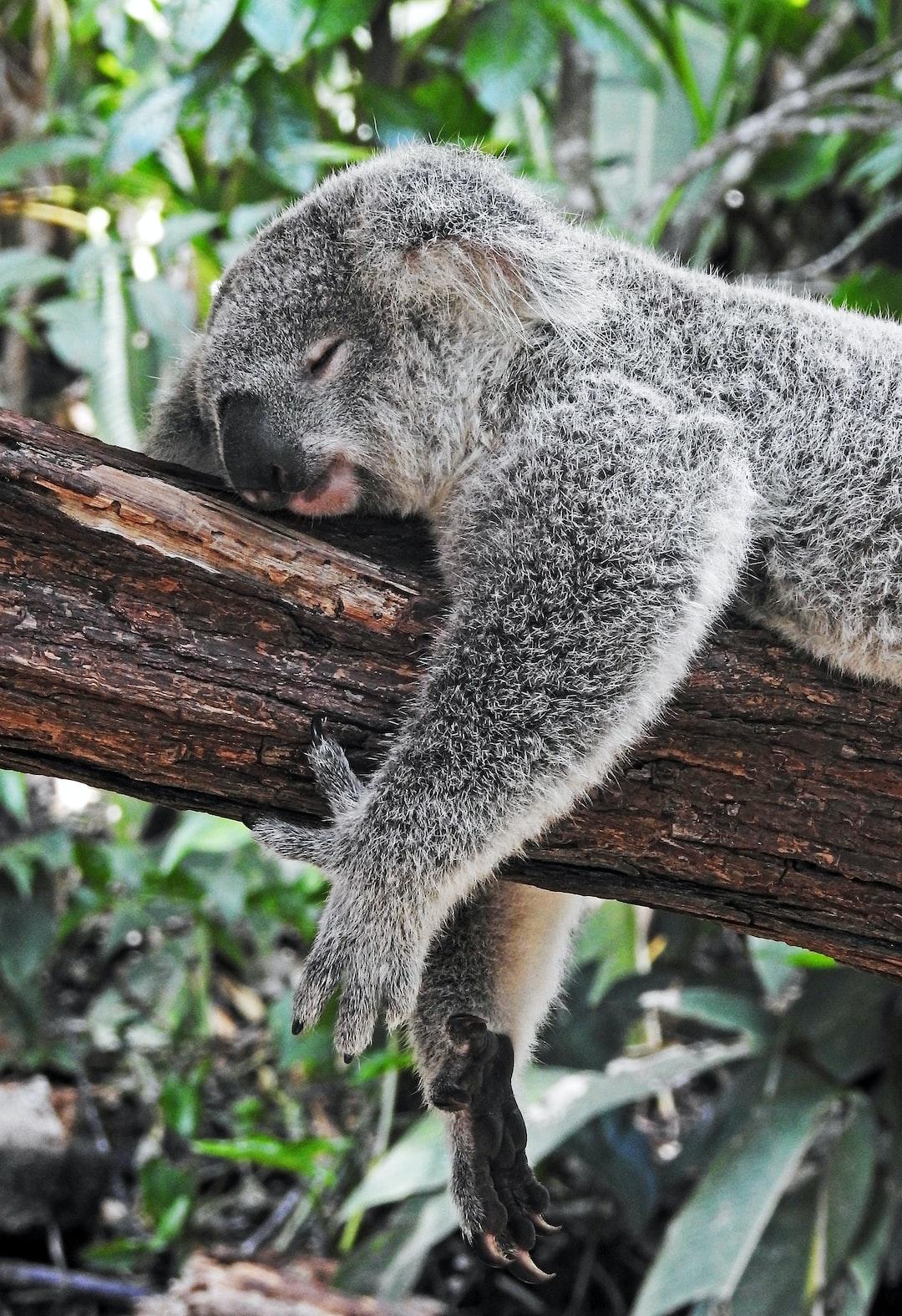 Cute koala bear snoozing on a branch